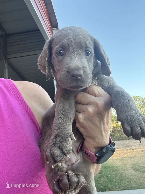 Silver Allie – Labrador Retriever puppy for sale in San Antonio, TX