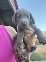 Silver Allie, a female Labrador Retriever for sale in San Antonio, TX – 1 of 8