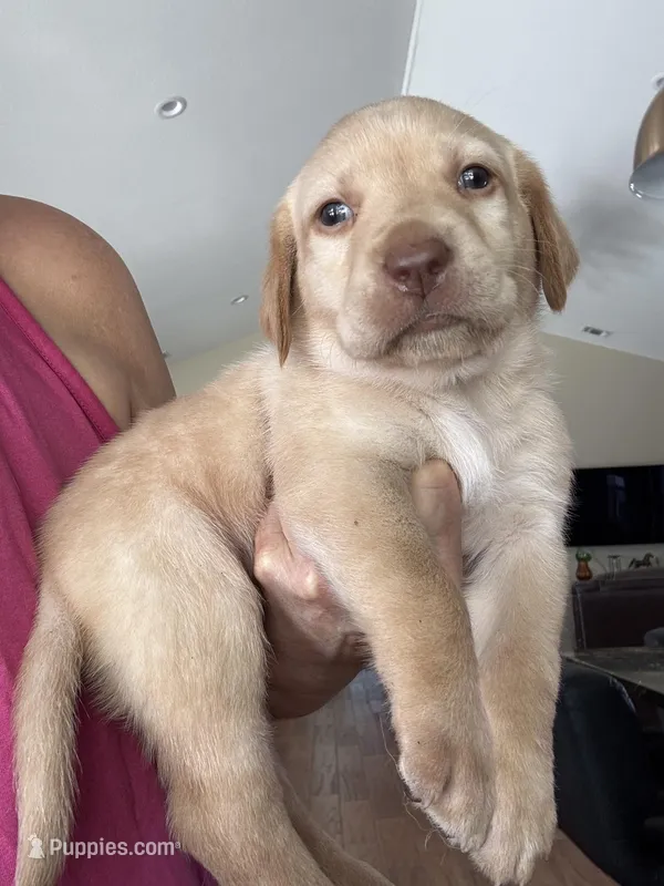 Hunter – Labrador Retriever puppy for sale in San Antonio, TX