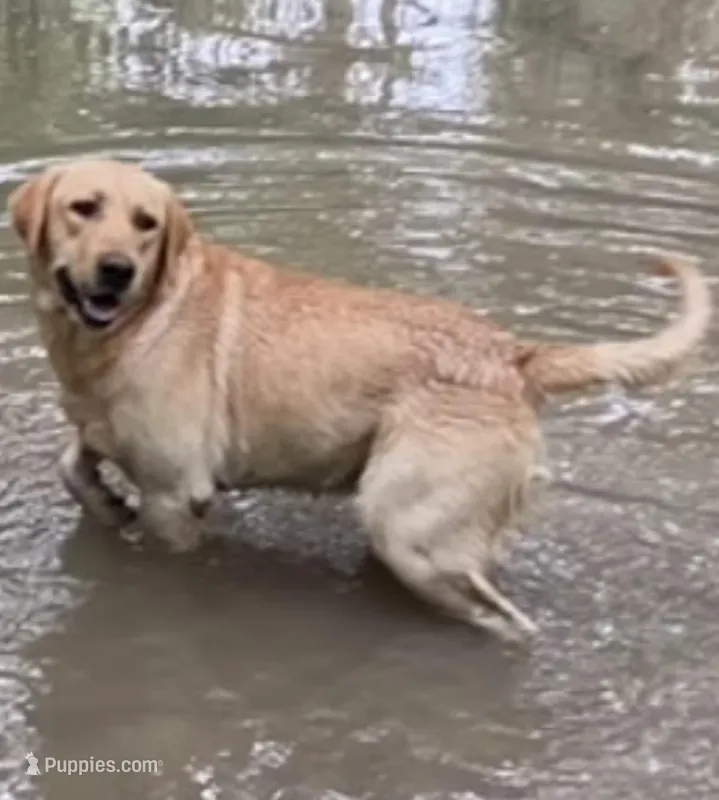 Dixie – Labrador Retriever puppy for sale in San Antonio, TX