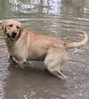Dixie, a female Labrador Retriever for sale in San Antonio, TX – Photo 1 of 4
