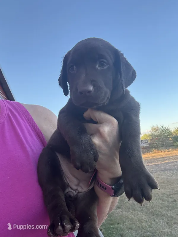 Cindy – Labrador Retriever puppy for sale in San Antonio, TX