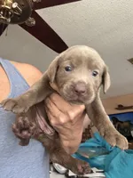 Silver Athena, a female Labrador Retriever for sale in San Antonio, TX – 3 of 8