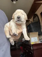 Charlie , a male Labrador Retriever for sale in San Antonio, TX – Photo 2 of 4