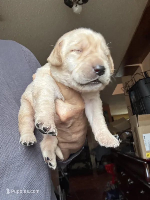 Charlie , a male Labrador Retriever for sale in San Antonio, TX – Photo 1 of 4