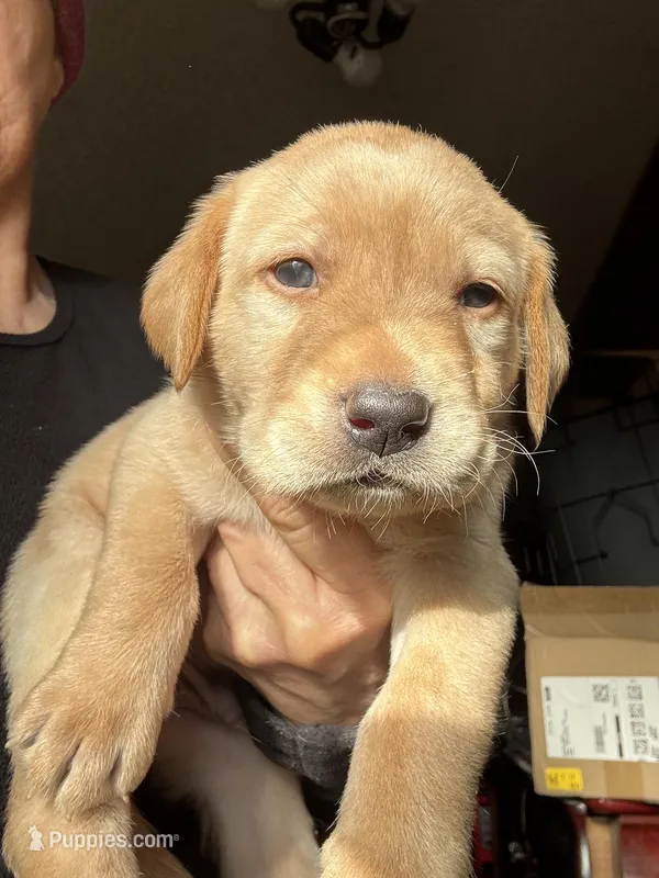 Charlie  – Labrador Retriever puppy for sale in San Antonio, TX