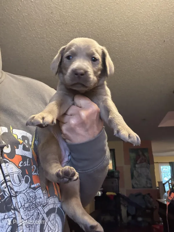 Silver Sarah – Labrador Retriever puppy for sale in San Antonio, TX