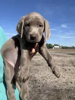 Silver Sarah, a female Labrador Retriever for sale in San Antonio, TX – Photo 3 of 4