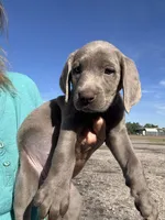 Silver Sarah, a female Labrador Retriever for sale in San Antonio, TX – Photo 4 of 4