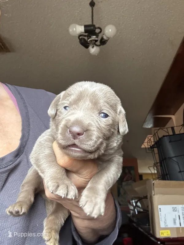 Silver Sarah, a female Labrador Retriever for sale in San Antonio, TX – Photo 1 of 2