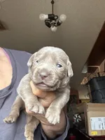 Silver Sarah, a female Labrador Retriever for sale in San Antonio, TX – Photo 1 of 2