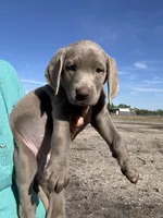 Silver Sarah, a female Labrador Retriever for sale in San Antonio, TX – Photo 2 of 4