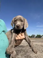 Silver Sarah, a female Labrador Retriever for sale in San Antonio, TX – Photo 1 of 4