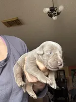 Silver Sarah, a female Labrador Retriever for sale in San Antonio, TX – Photo 2 of 2