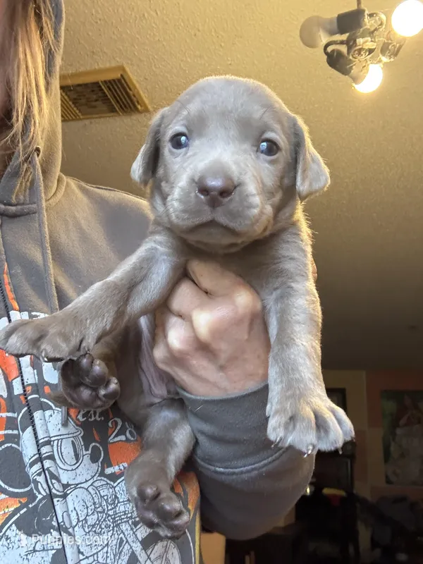 Silver Doxie – Labrador Retriever puppy for sale in San Antonio, TX