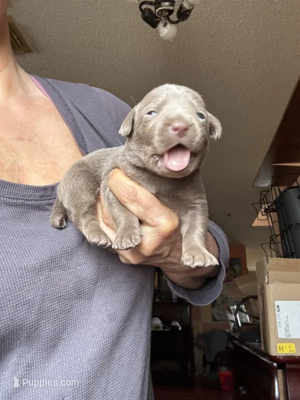 Silver Doxie, a female Labrador Retriever for sale in San Antonio, TX – Photo 1 of 2