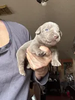 Silver Doxie, a female Labrador Retriever for sale in San Antonio, TX – Photo 2 of 2