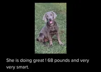Silver Athena, a female Labrador Retriever for sale in San Antonio, TX – 3 of 5