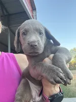 Silver Allie, a female Labrador Retriever for sale in San Antonio, TX – 3 of 8