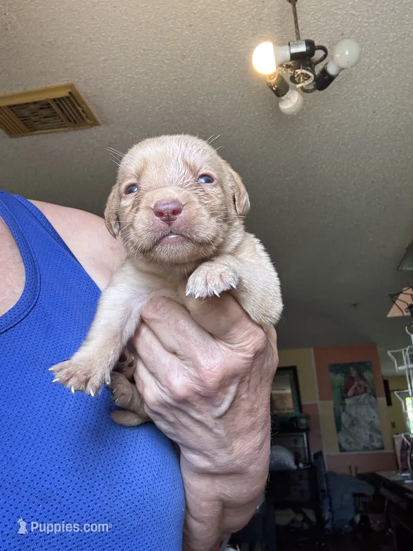 Dixie – Labrador Retriever puppy for sale in San Antonio, TX