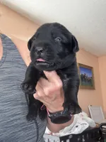 Zoro, a male Labrador Retriever for sale in San Antonio, TX – 3 of 3