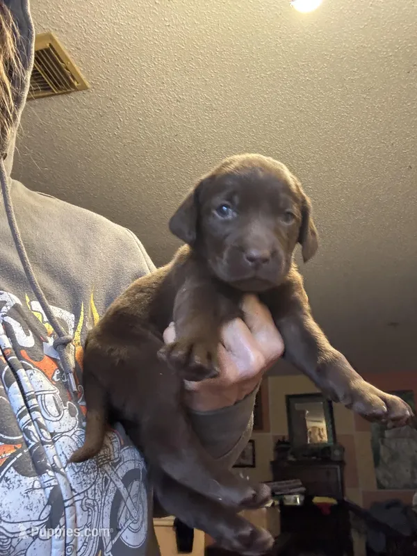 Cocoa – Labrador Retriever puppy for sale in San Antonio, TX