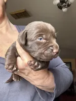 Cocoa, a female Labrador Retriever for sale in San Antonio, TX – Photo 2 of 6