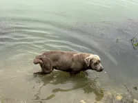 Cocoa, a female Labrador Retriever for sale in San Antonio, TX – Photo 5 of 6