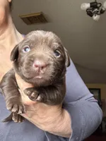 Cocoa, a female Labrador Retriever for sale in San Antonio, TX – Photo 3 of 6