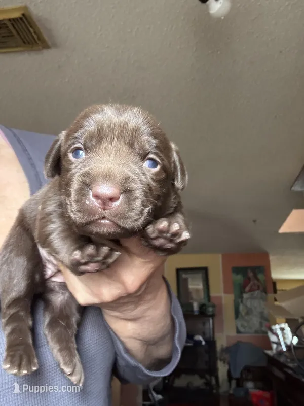 Cocoa, a female Labrador Retriever for sale in San Antonio, TX – Photo 1 of 6