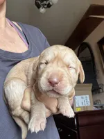 Rusty, a male Labrador Retriever for sale in San Antonio, TX – Photo 2 of 2