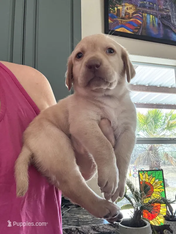 Rusty – Labrador Retriever puppy for sale in San Antonio, TX