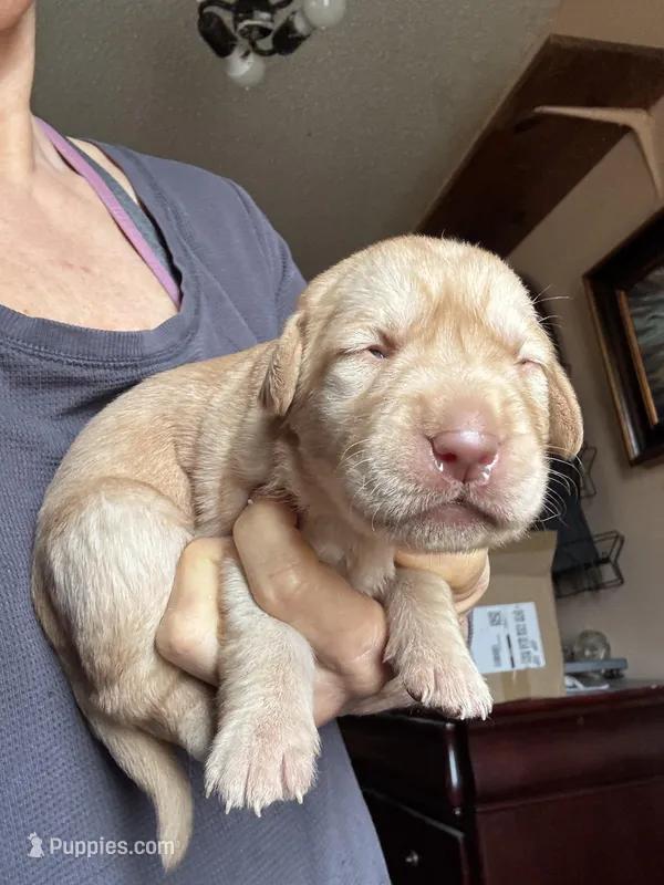 Rusty, a male Labrador Retriever for sale in San Antonio, TX – Photo 1 of 2