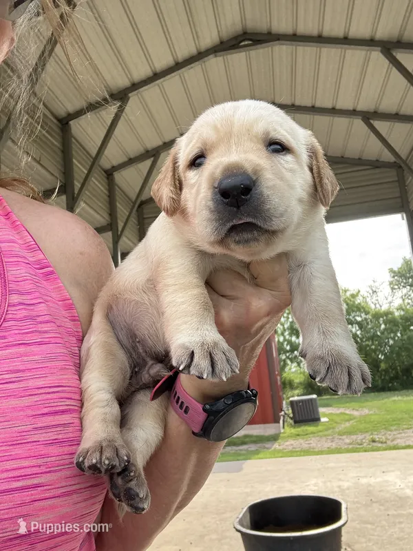 Tex – Labrador Retriever puppy for sale in San Antonio, TX