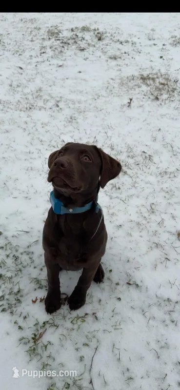 Zoro – Labrador Retriever puppy for sale in San Antonio, TX