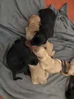 Zoro, a male Labrador Retriever for sale in San Antonio, TX – Photo 4 of 4