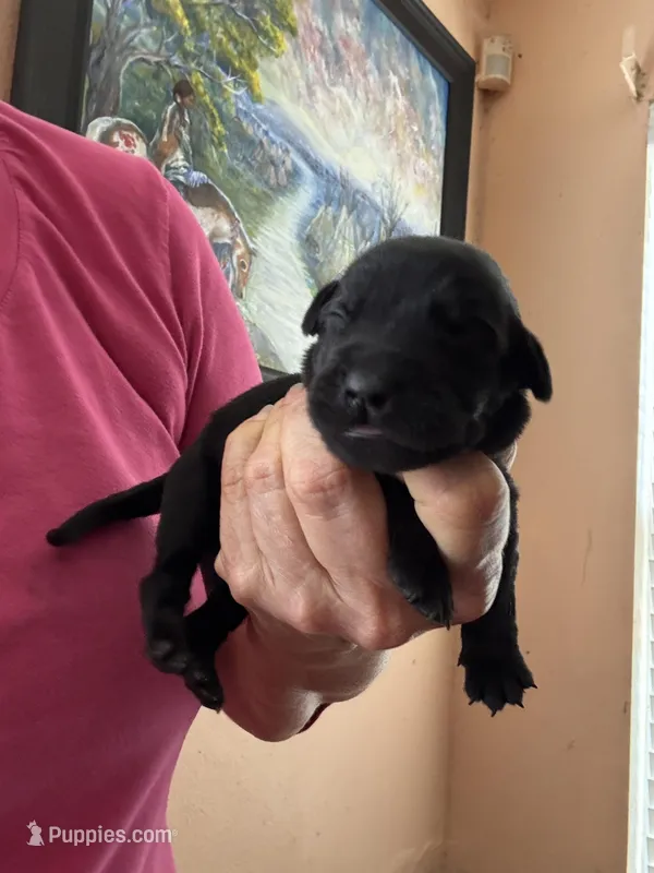 Zoro – Labrador Retriever puppy for sale in San Antonio, TX