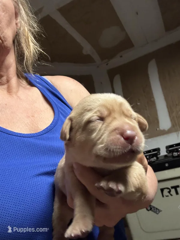 Sugar – Labrador Retriever puppy for sale in San Antonio, TX