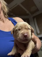 Sugar, a female Labrador Retriever for sale in San Antonio, TX – Photo 3 of 5