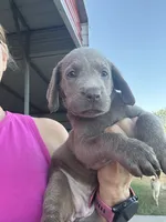 Silver Allie, a female Labrador Retriever for sale in San Antonio, TX – 4 of 8