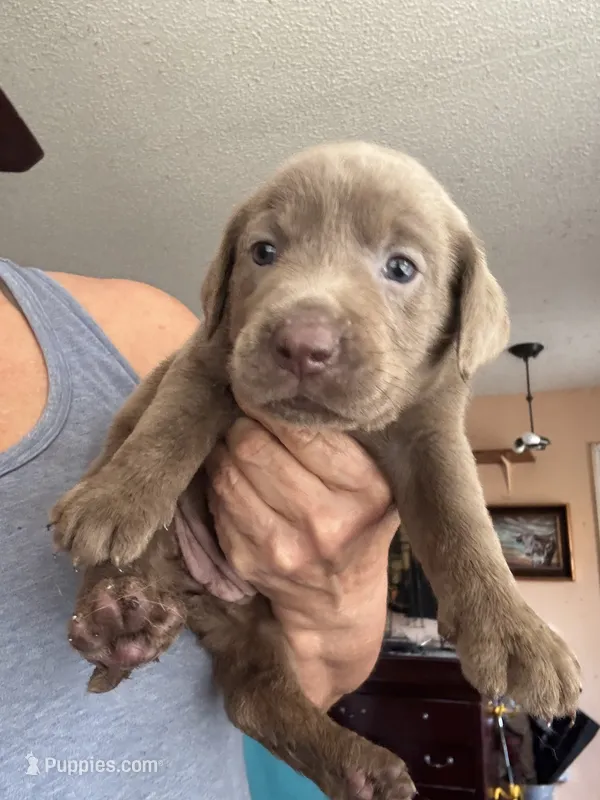 Silver Athena – Labrador Retriever puppy for sale in San Antonio, TX