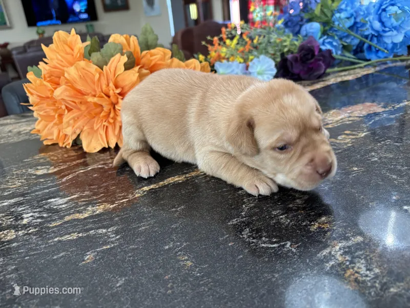 Tex – Labrador Retriever puppy for sale in San Antonio, TX