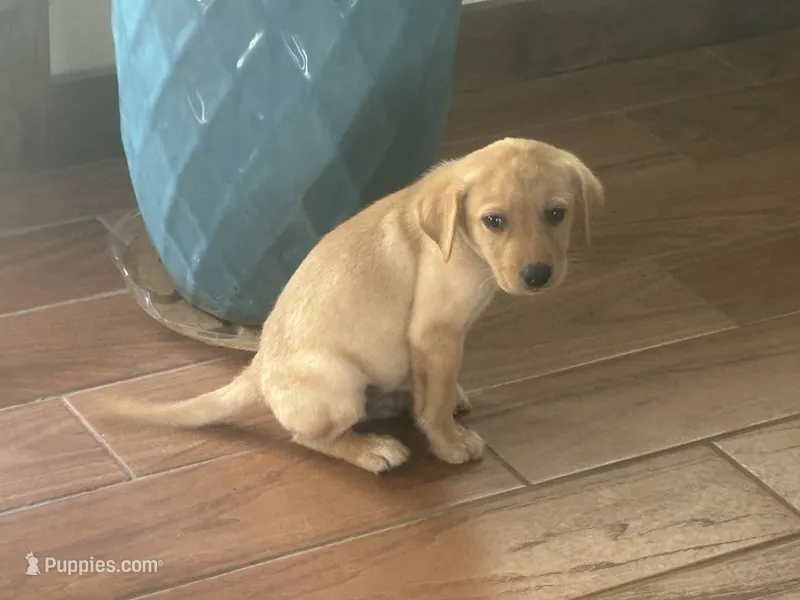 Tex – Labrador Retriever puppy for sale in San Antonio, TX