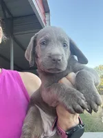 Silver Allie, a female Labrador Retriever for sale in San Antonio, TX – 2 of 8