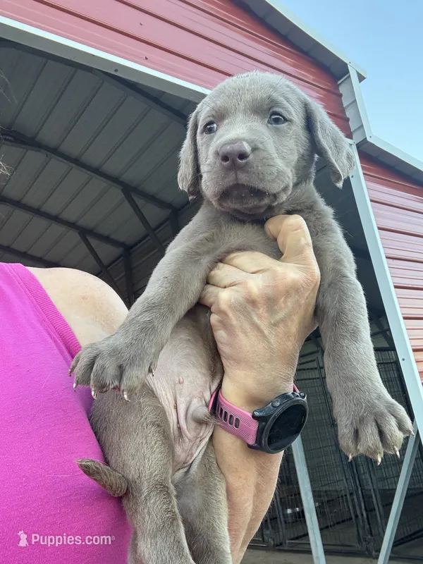 Silver Rex – Labrador Retriever puppy for sale in San Antonio, TX