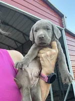 Silver Rex, a female Labrador Retriever for sale in San Antonio, TX – 4 of 10