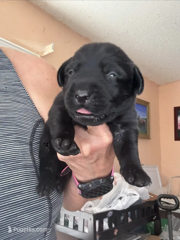 Zoro – Labrador Retriever puppy for sale in San Antonio, TX