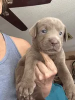 Silver Bell, a female Labrador Retriever for sale in San Antonio, TX – 2 of 7