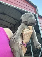 Silver Rex, a female Labrador Retriever for sale in San Antonio, TX – 3 of 10