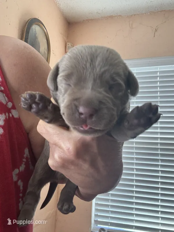 Silver Rex – Labrador Retriever puppy for sale in San Antonio, TX